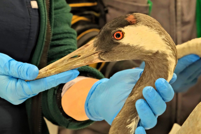 Sakarya'da bulunan yaralı turna, Kocaeli'de yaşama tutundu